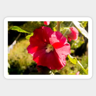 11118 hollyhock Sticker